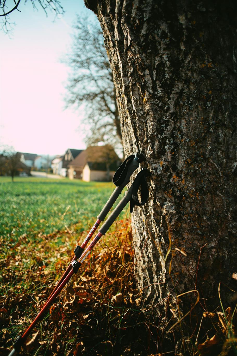 zwei Walkingstöcke am Baum lehnend