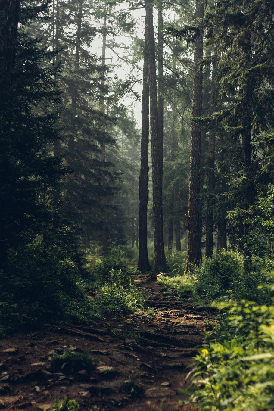 Waldlichtung etwas Nebel